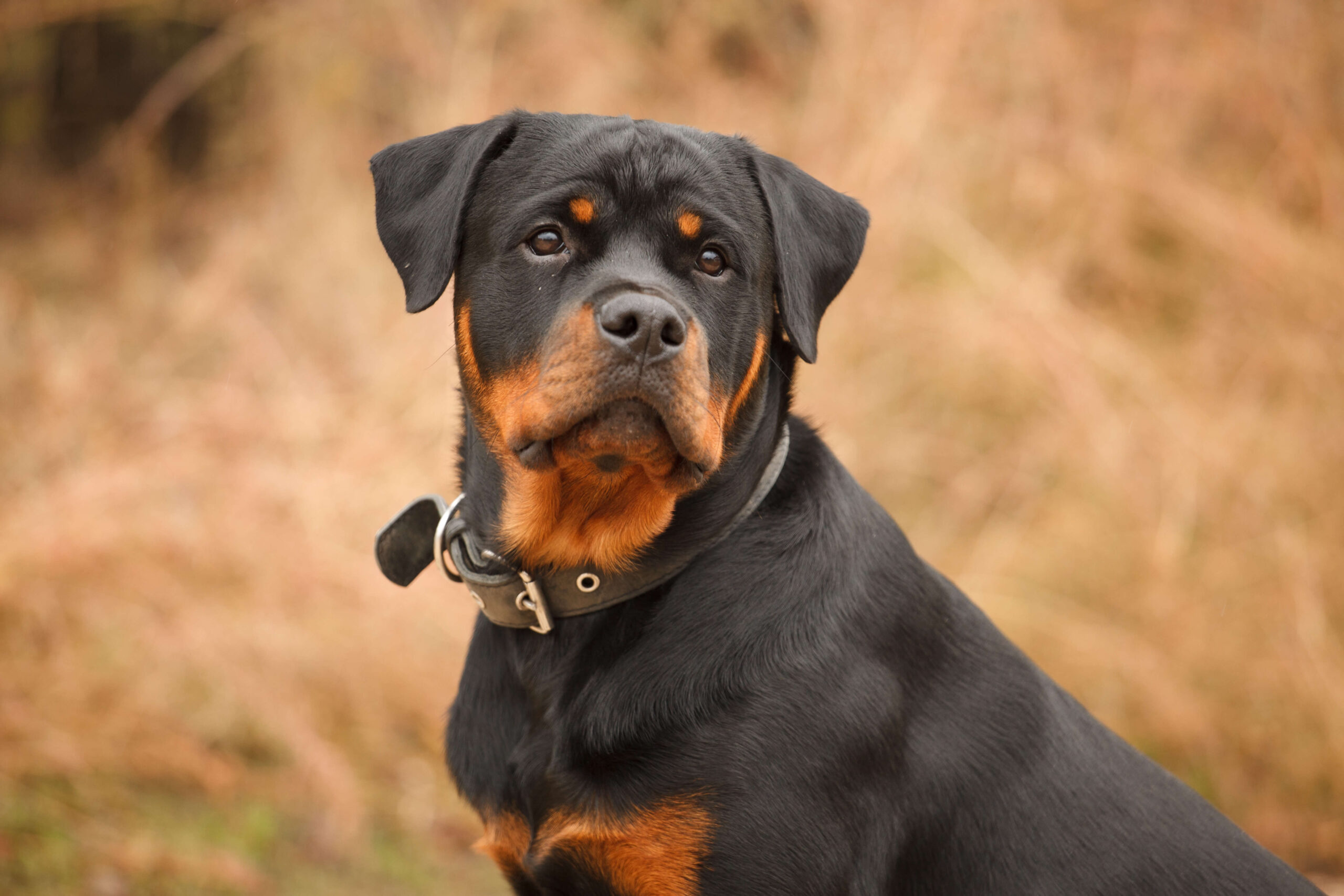 A Rottweiler sitting with a brown blurred background - DQ Magazine