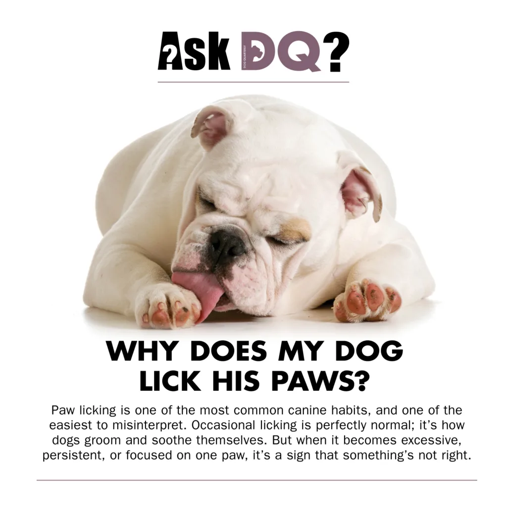 A title image for AskDQ for the question why does my dog lick his paws with an english bulldog as the subject of the image