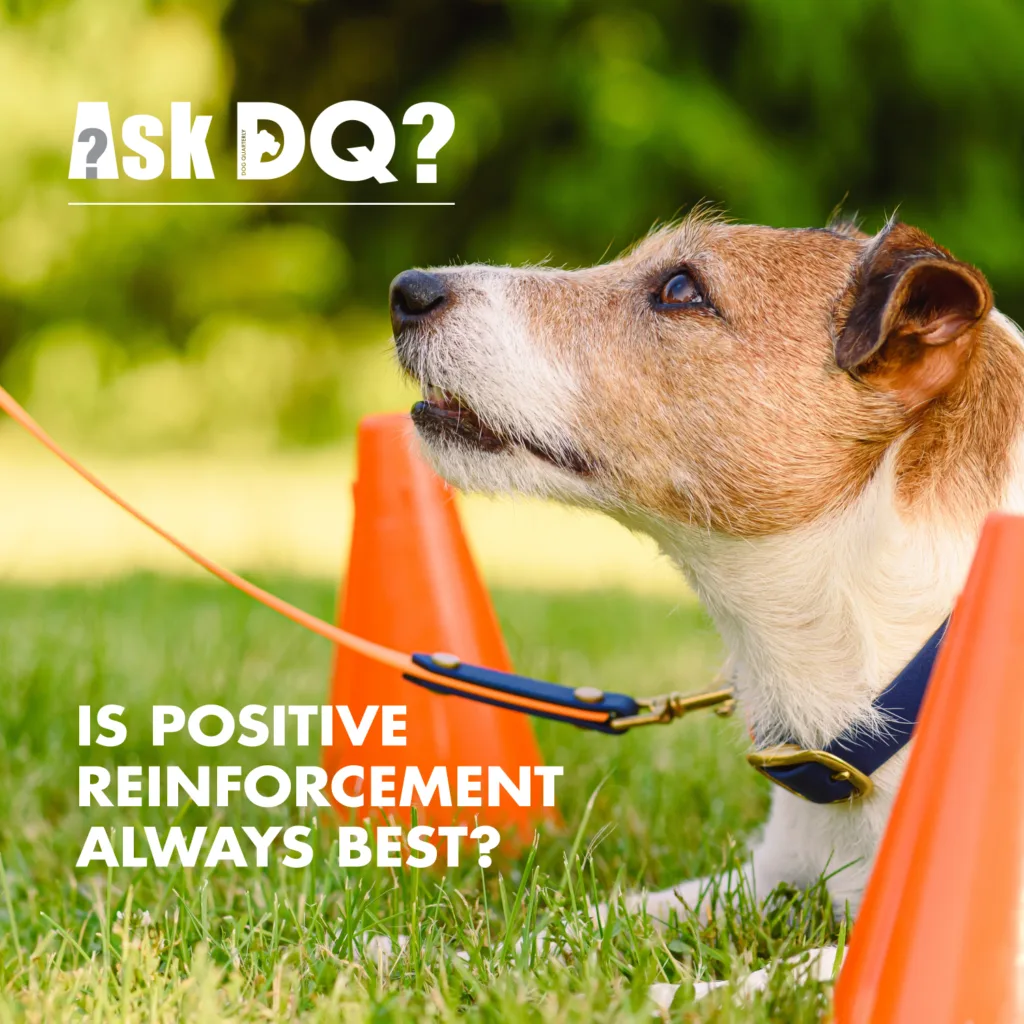 A title image for AskDQ for the question is positive reinforcement always best with a jack russell sitting between cones as the subject of the image