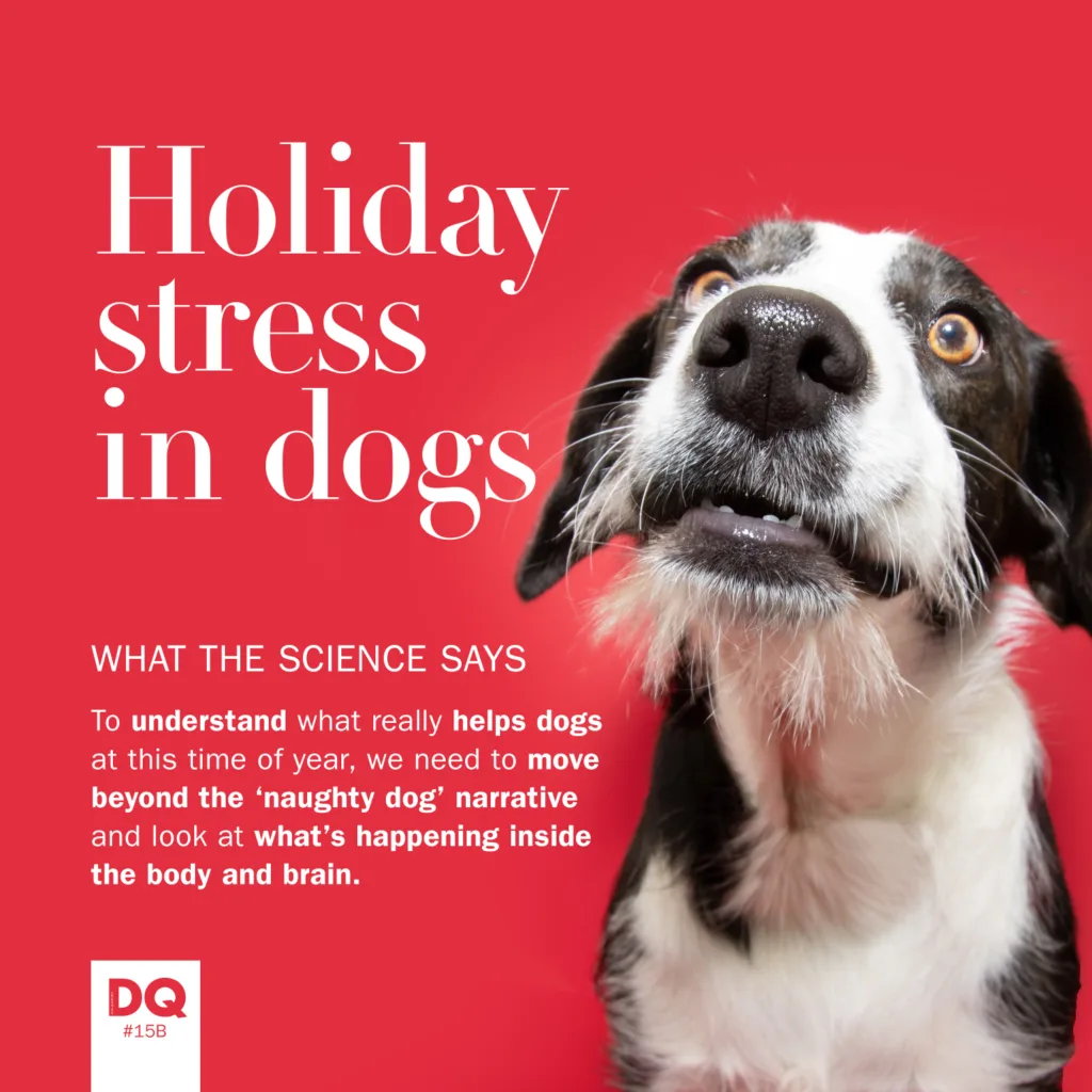 A title image for our article about holiday stress on dogs and what the science says