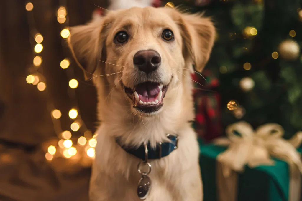 Retriever type dog in a collar standing in front of presents, a Christmas tree and Christmas lights - DQ Magazine