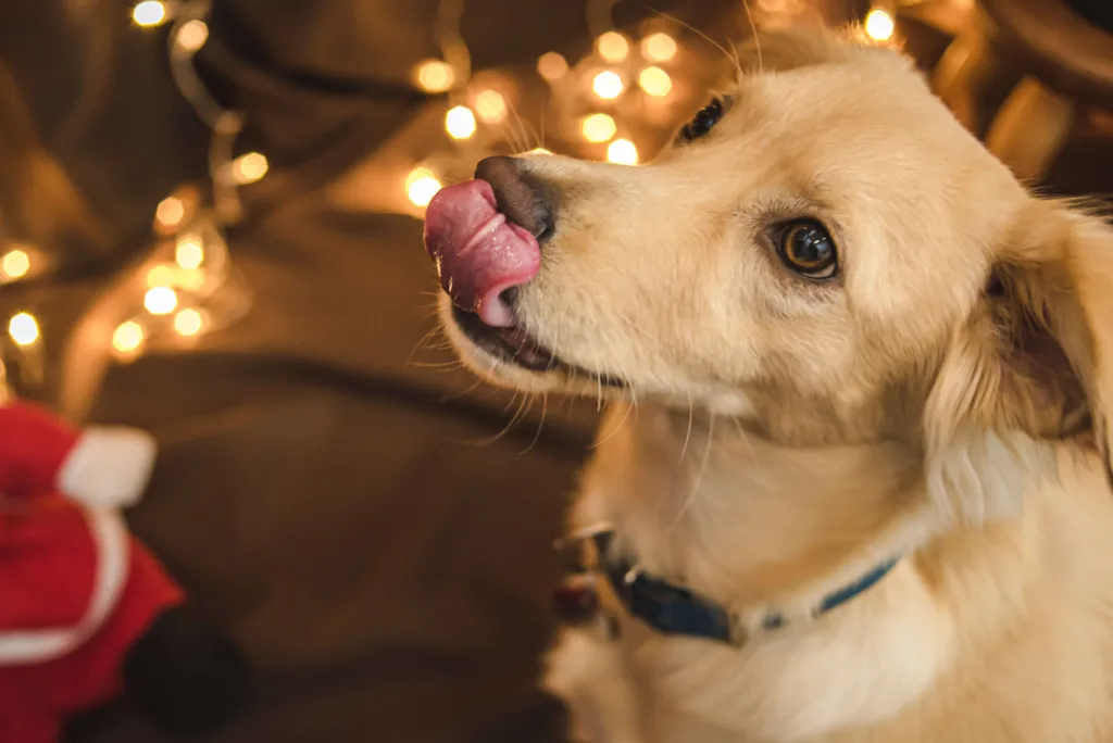 Blonde dog looking up at the camera licking his lips. In the background you see Christmas lights and a santa suit - DQ Magazine
