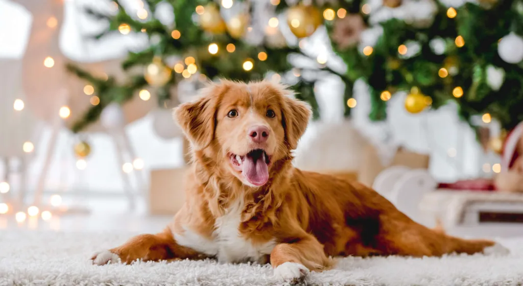 A Toller dog lying on a white rug in front of a decorated Christmas tree with lights - DQ Magazine