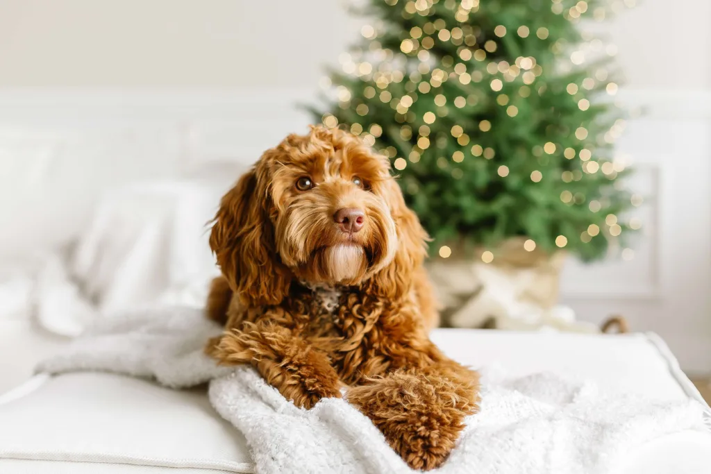 A Cockapoo in front of the Christmas tree - DQ Magazine