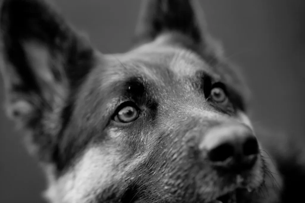 A close up black and white image of a german sheperds face with the eyes specifically in focus - DQ Magazine