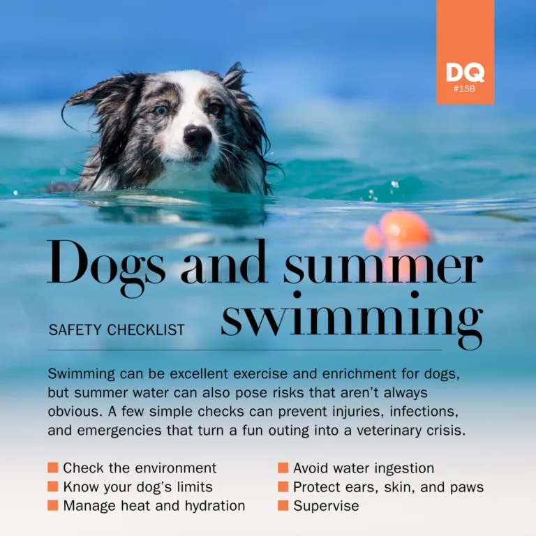 A title image for our article about dogs and summer swimming and how to make it a safe enrichment activity and good exercise