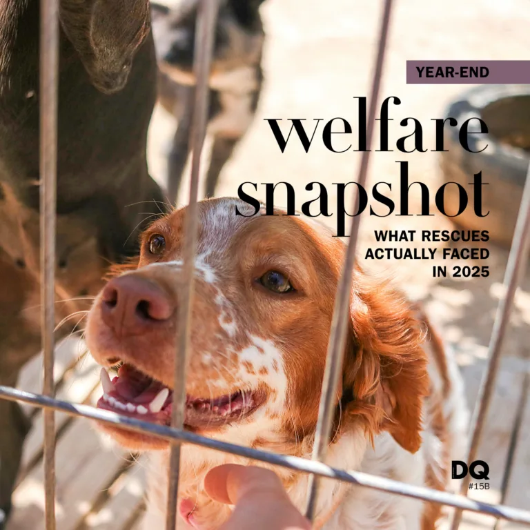 A title image for our article regarding welfare snapshot which focuses on what rescues actually faced in 2025