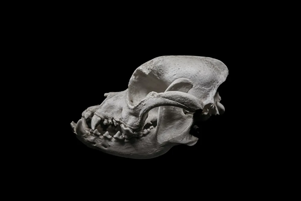 Brachycephalic skull