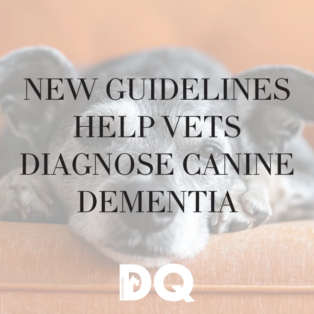 Intro image for article on new guidelines being released for canine dementia