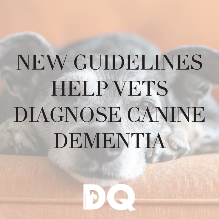 Intro image for article on new guidelines being released for canine dementia
