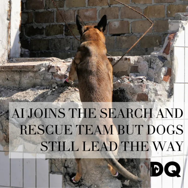 Featured image for article on AI joining search-and-rescue teams with dogs