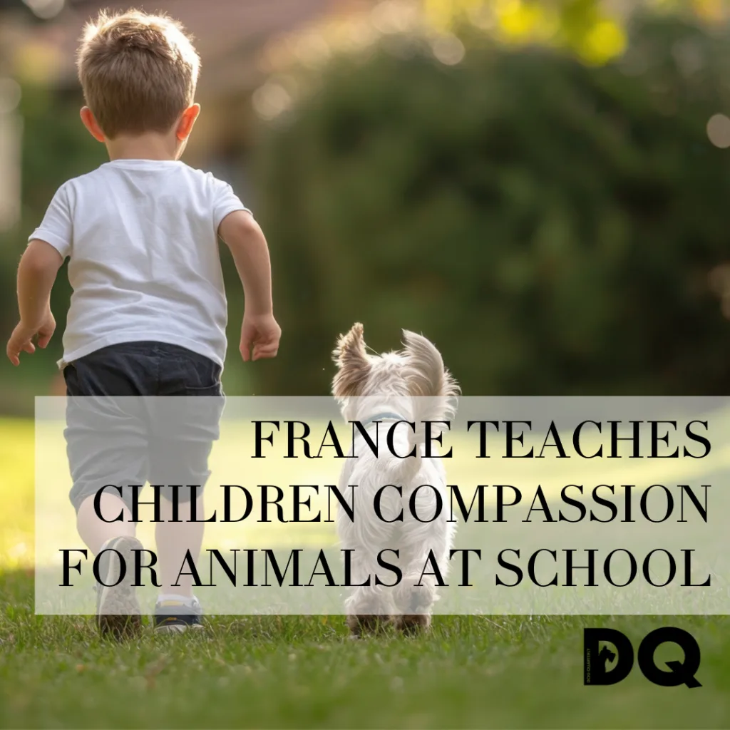 Header image for article on French schools introducing compassion for animals as part of the curriculum for children aged five and above