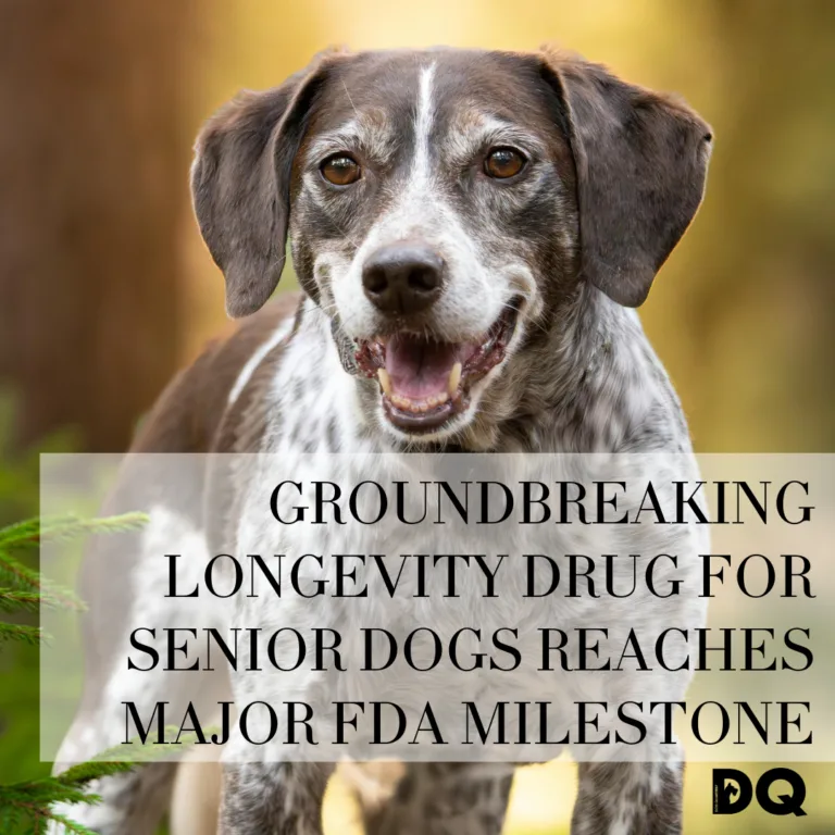 Cover image for senior dog longevity drug reaching FDA milestone in approval process