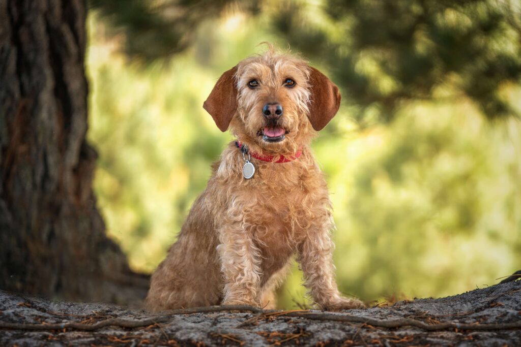 The Basset Fauve de Bretagne stands on a fallen tree trunk - DQ Magazine