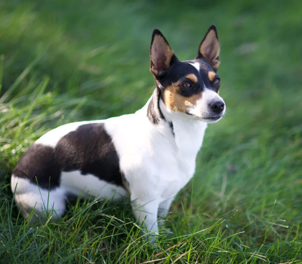 An image of a Teddy Roosevelt Terrier sitting on the grass - DQ Magazine