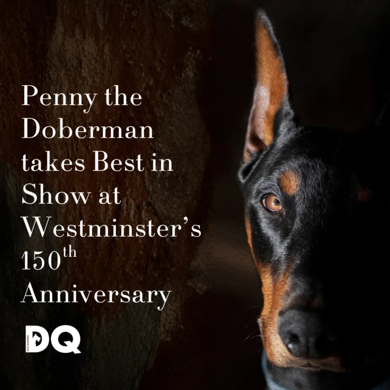 Penny the Doberman takes Best in Show at Westminster's 150th Anniversary Show