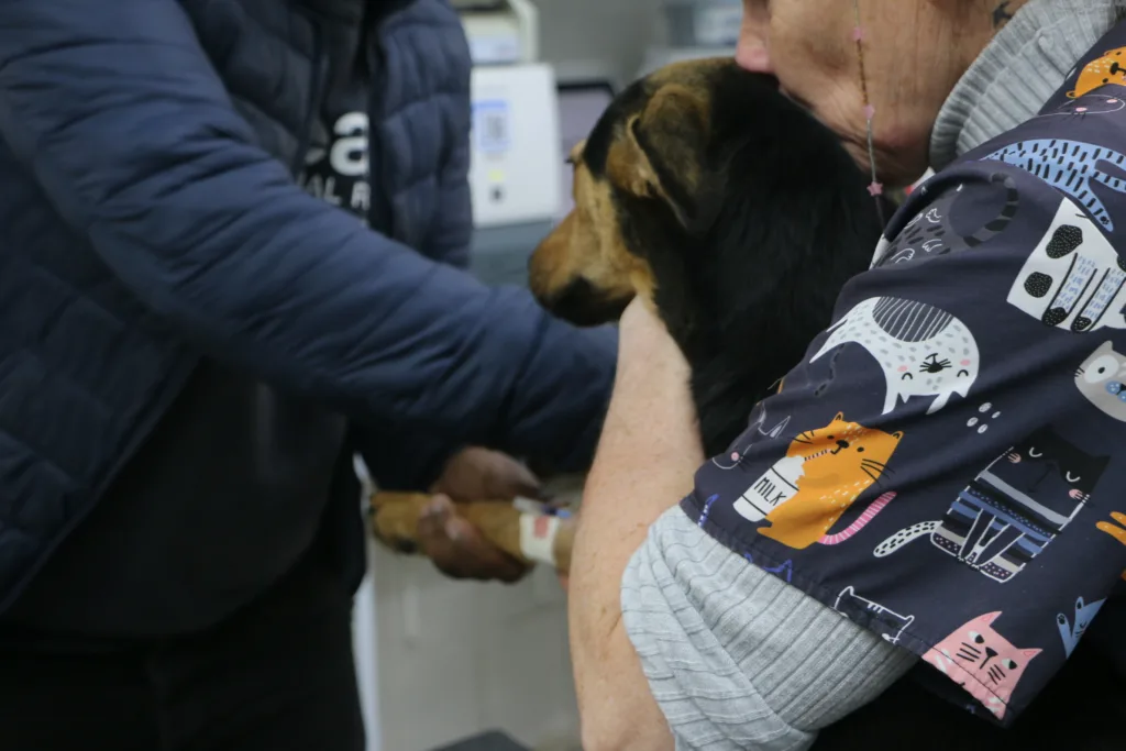 Preparing to neuter a dog for Tears Animal Rescue