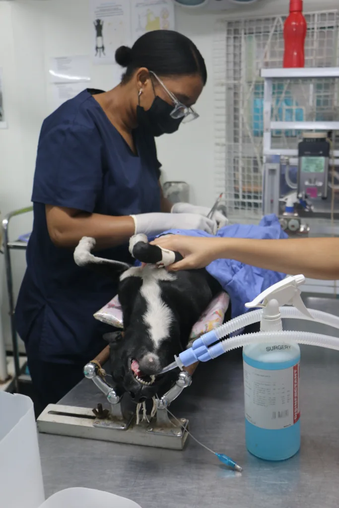 Dog being neutered at Tears Animal Rescue
