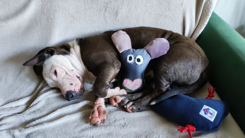 Basil Danger Fawlty in Foster is waiting for his forever home