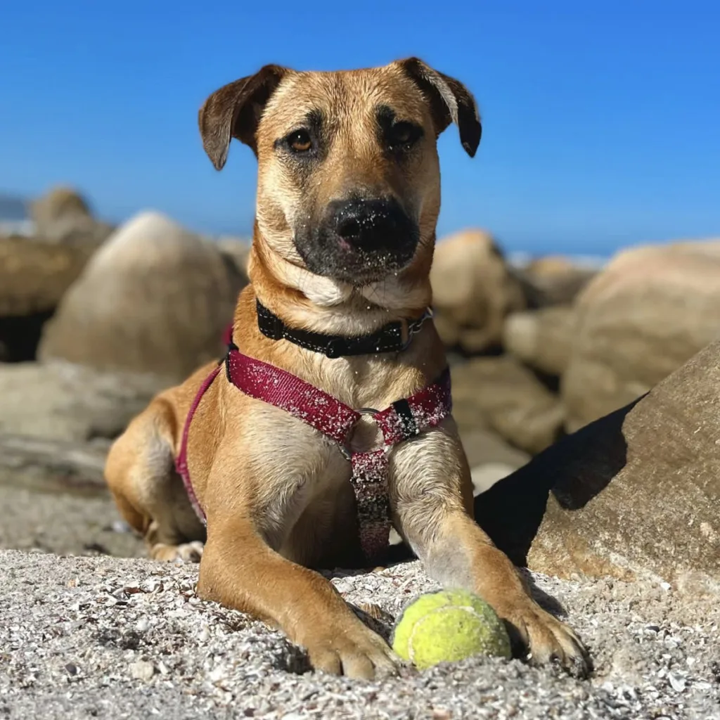 Coco is waiting for her forever home