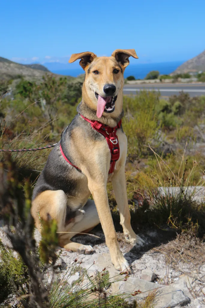 Hardy, pictured here out on a walk, is waiting for his forever home