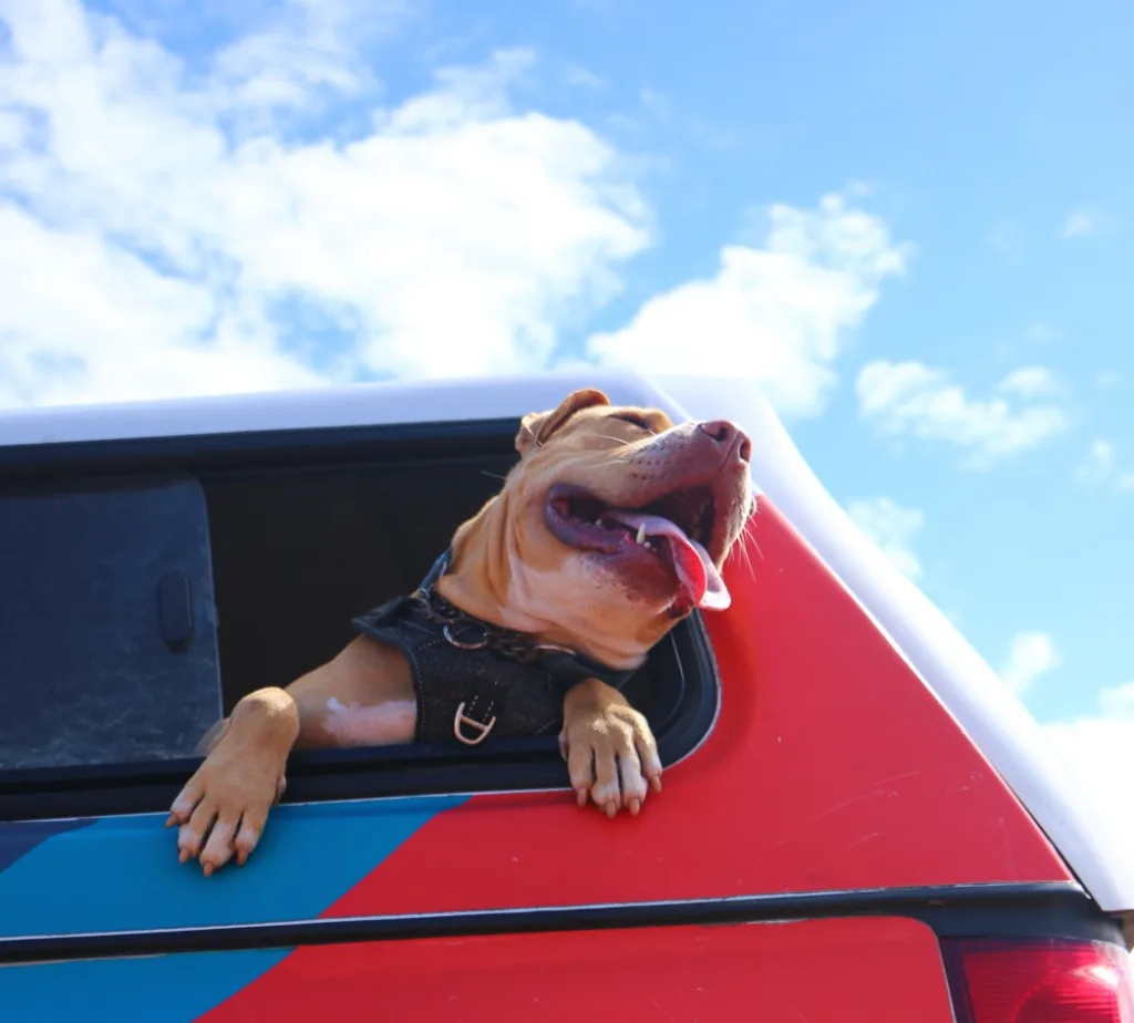 Madison is heading out for the day but still waiting for her forever home