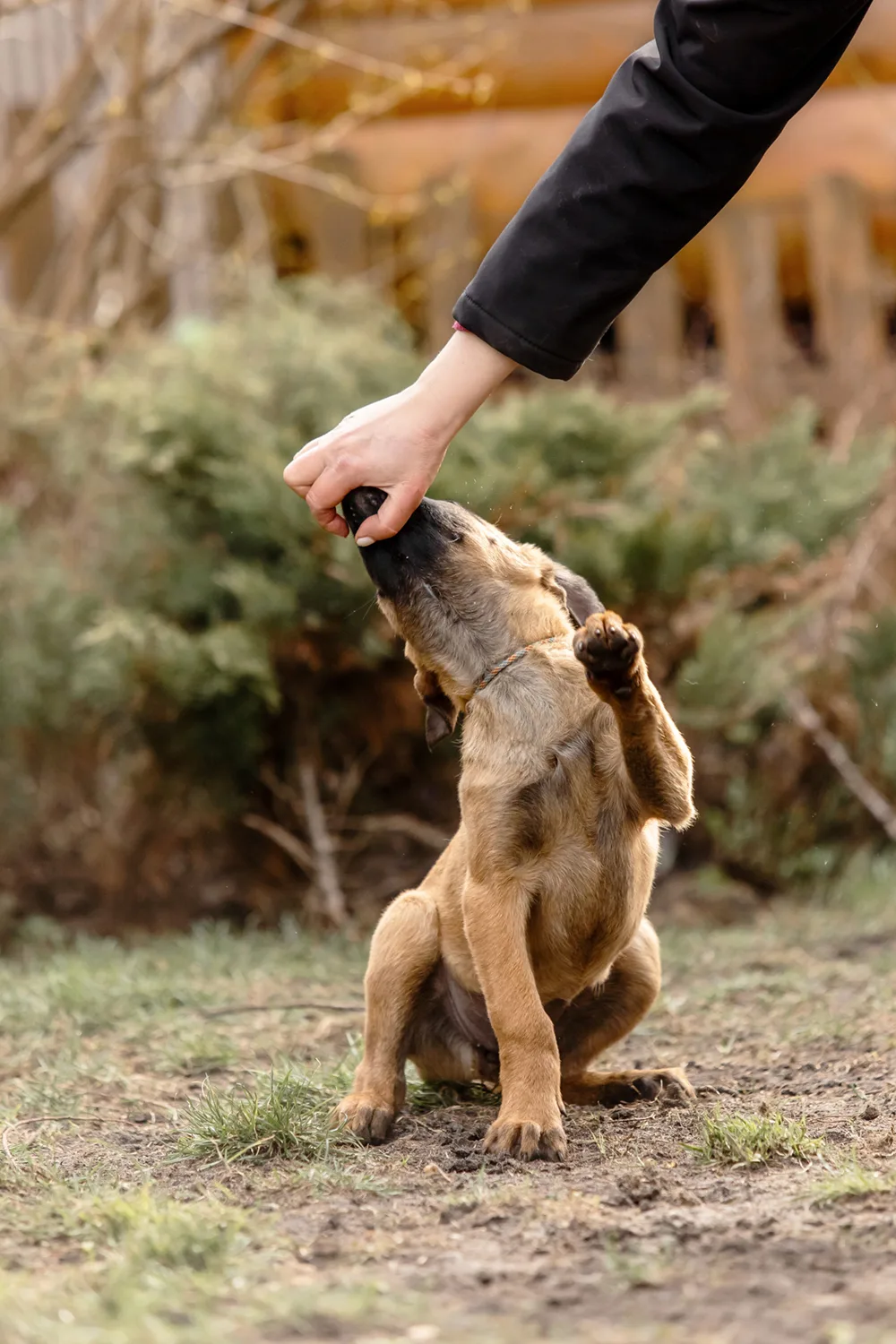 Belgian Shepherd Malinois dogs with owner. Puppy sniff hand