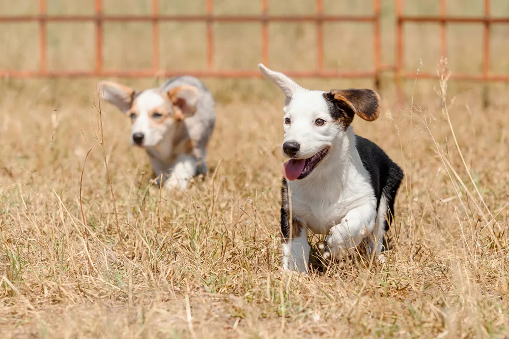 Two Welsh Corgi Puppies Running in Field