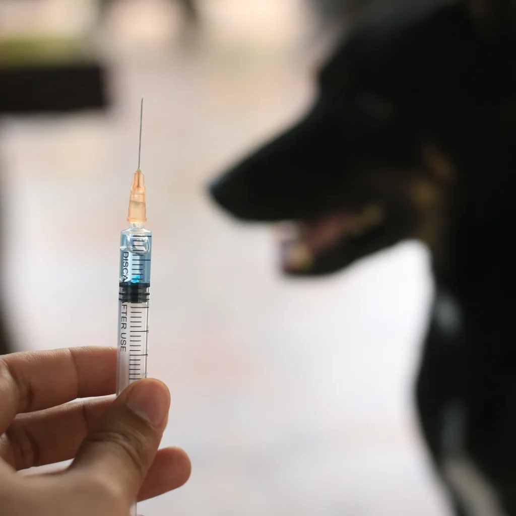 Rabies vaccination for dogs.