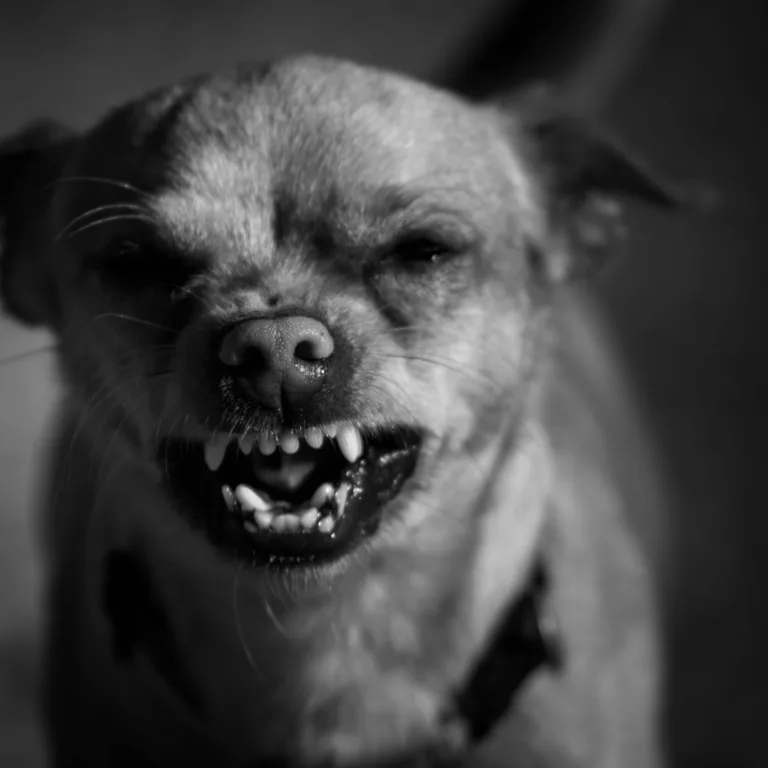 Image for growling dog article