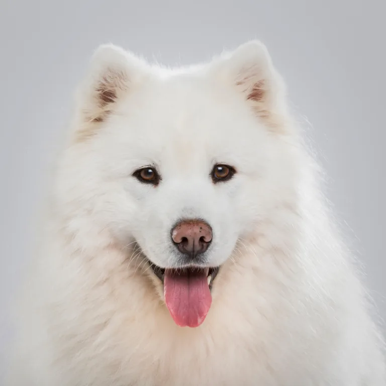 Fluffy Samoyed dog against grey background looking at the camera.
