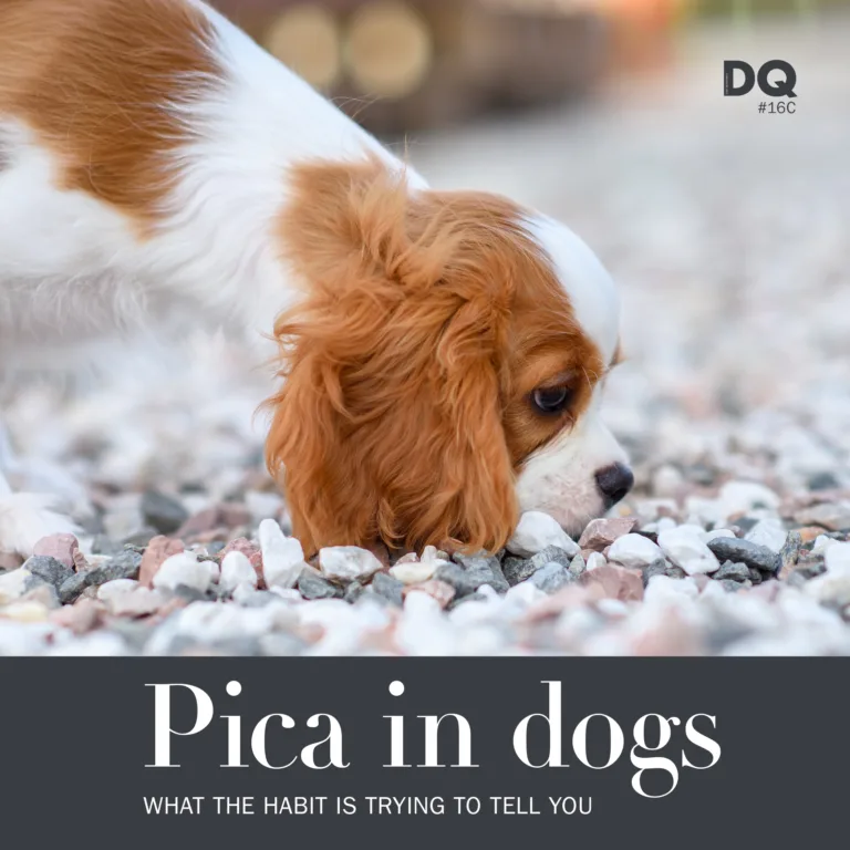 Pica in dogs