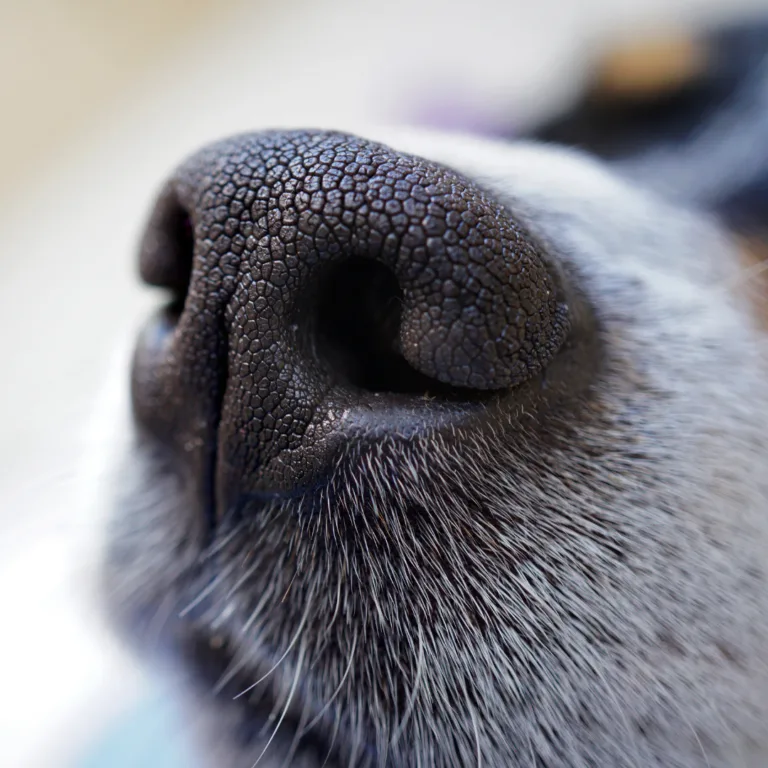 Dog sniffing the air.