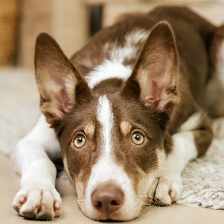 Picture of anxious dog lying on the floor.